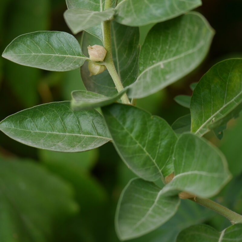 Pianta di ashwagandha, spesso citata come esempio di "adattogeno"