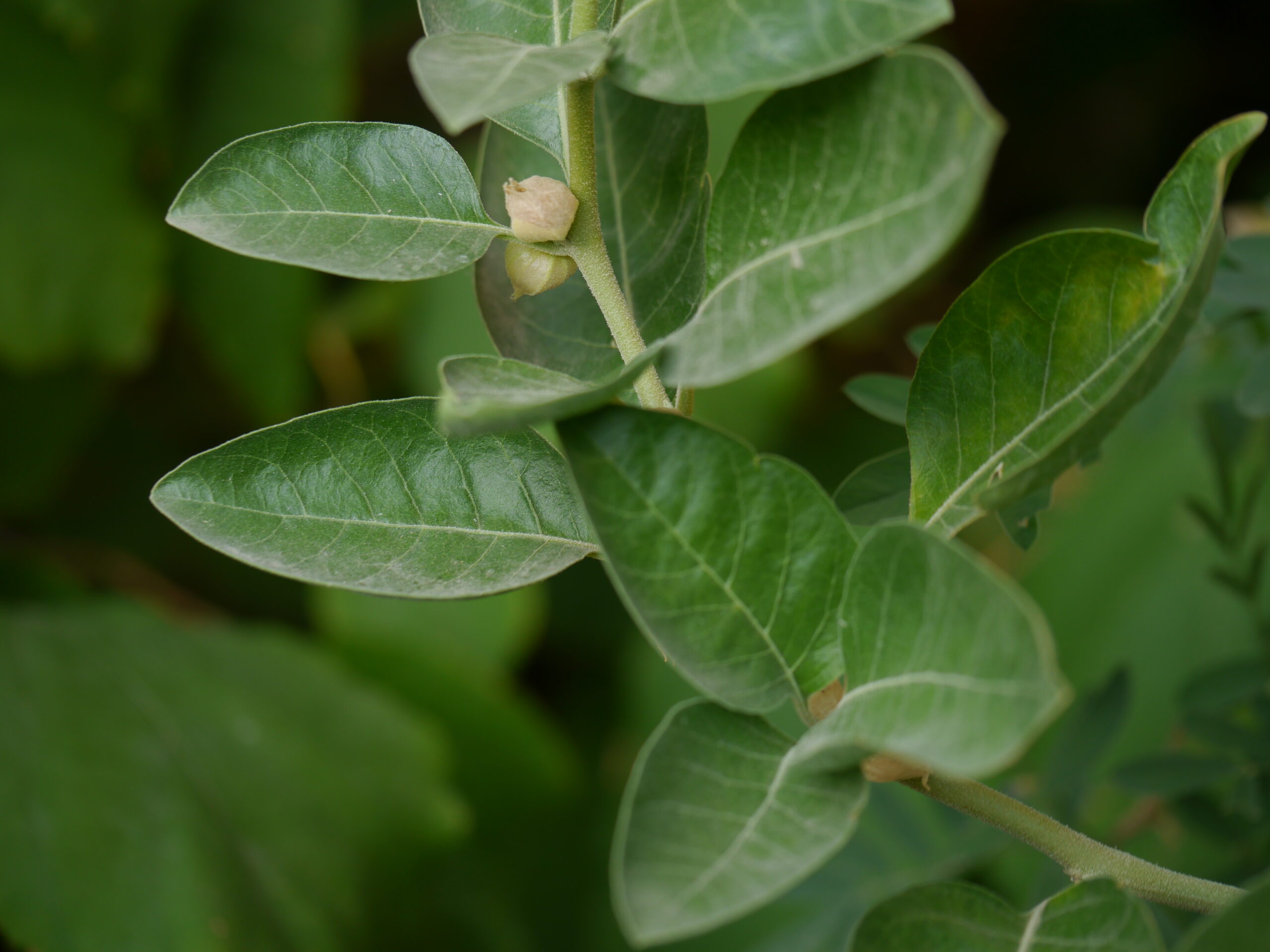 Pianta di ashwagandha, spesso citata come esempio di "adattogeno"
