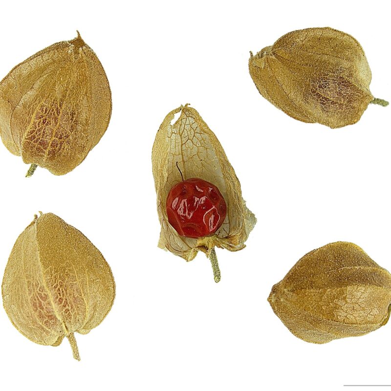 Pianta di Ashwagandha Withania somnifera
