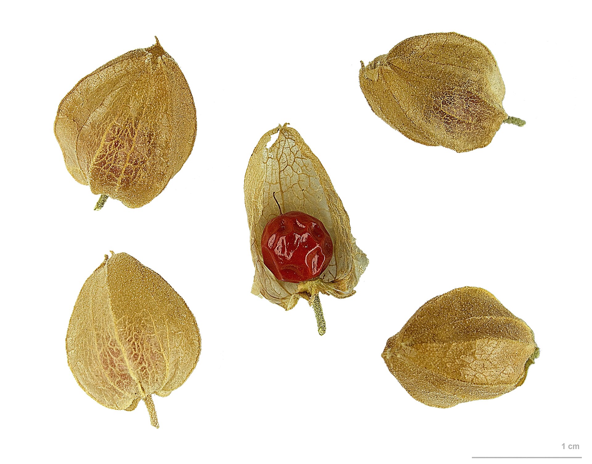 Pianta di Ashwagandha Withania somnifera