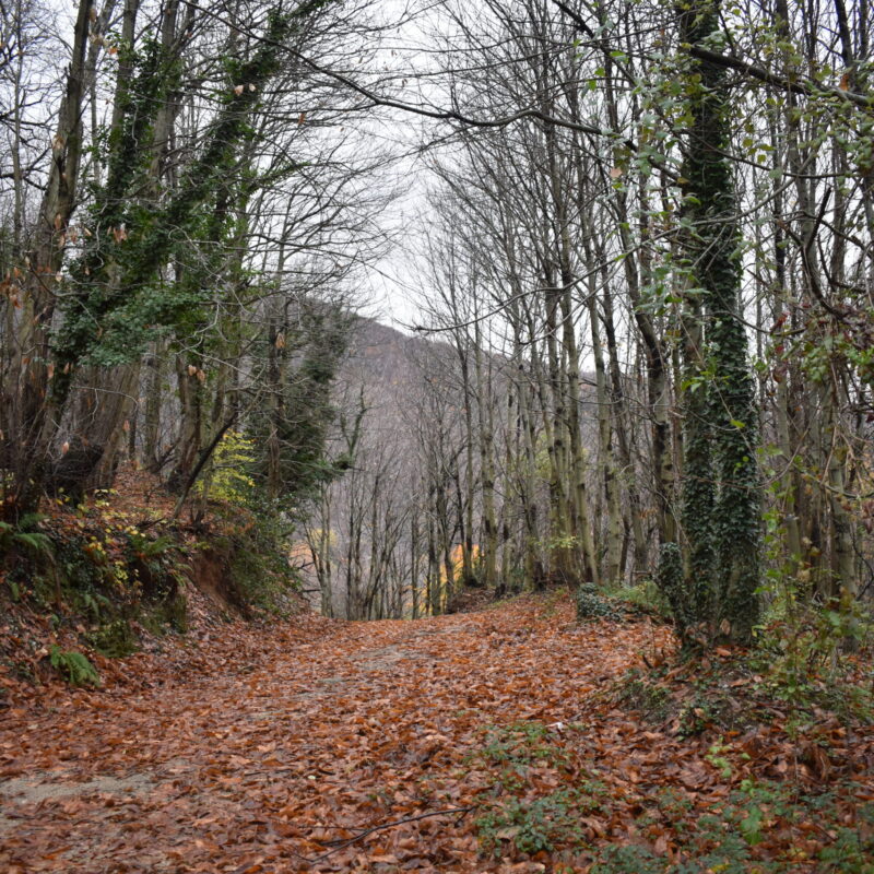 Sentiero nel bosco con foglie autunnali