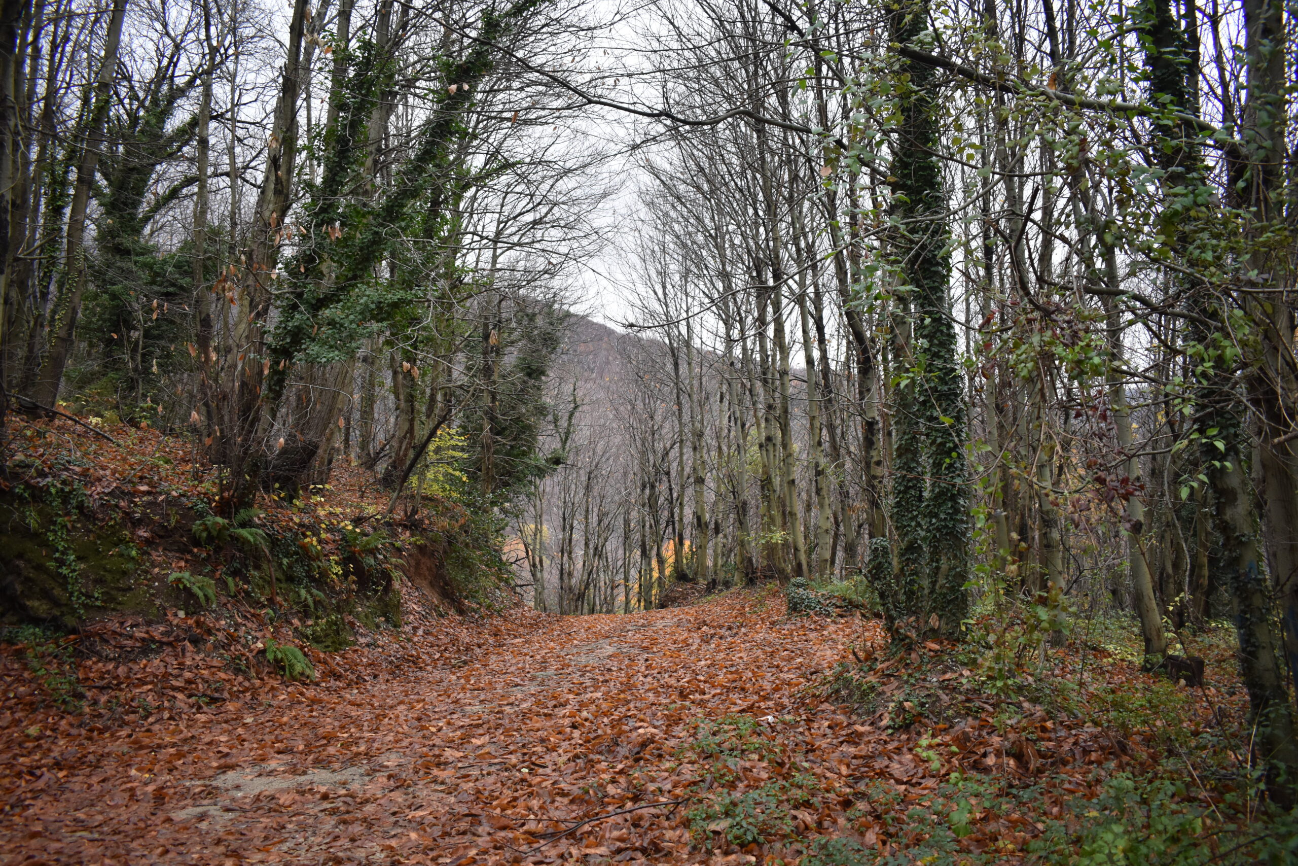 Sentiero nel bosco con foglie autunnali