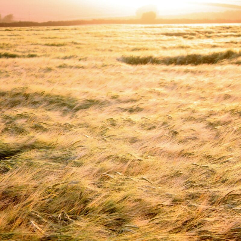 Campo di grano al tramonto