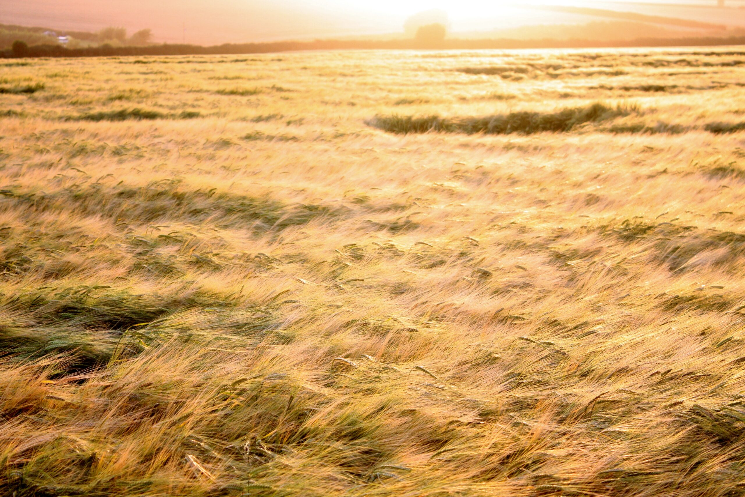 Campo di grano al tramonto