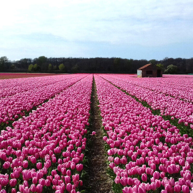 Campo di tulipani in fila coltivati per la floricoltura
