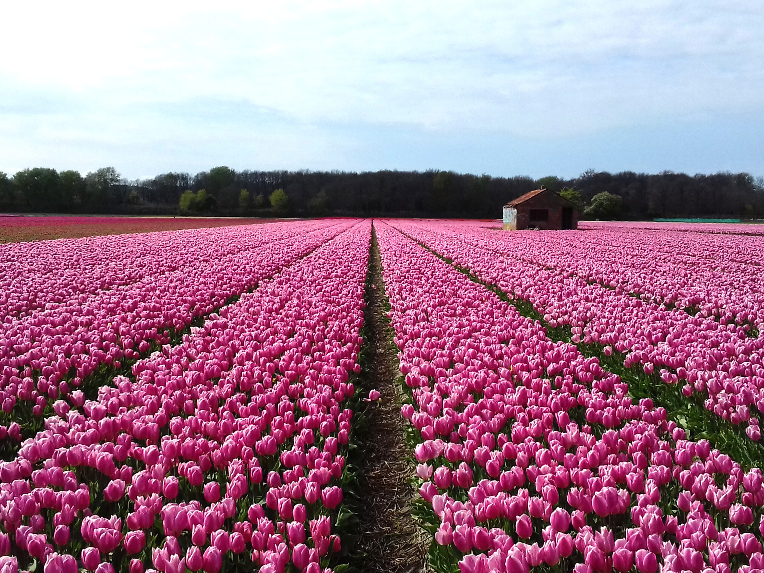 Campo di tulipani in fila coltivati per la floricoltura