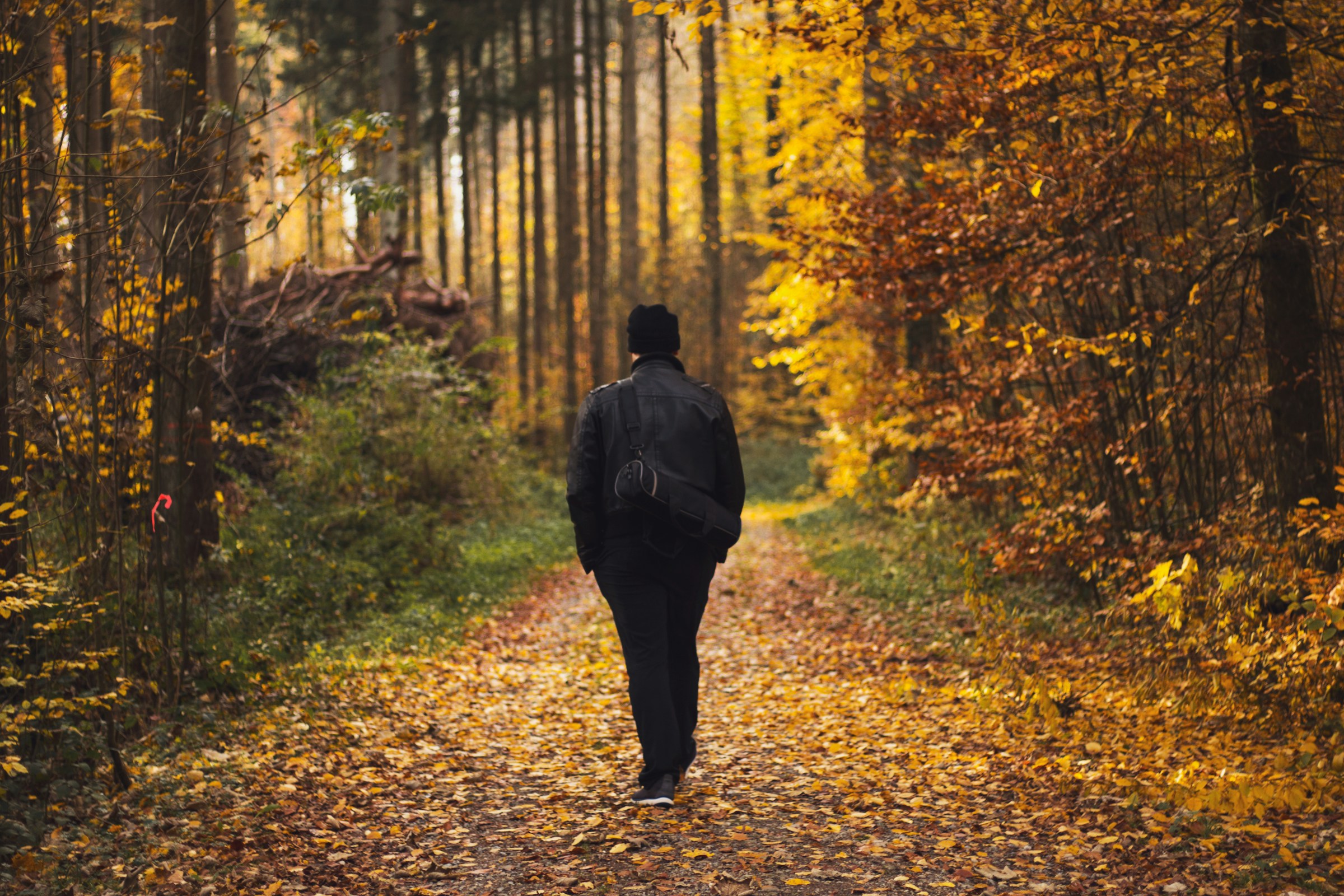 Persona che cammina lungo un sentiero nel bosco durante la raccolta delle castagne in autunno