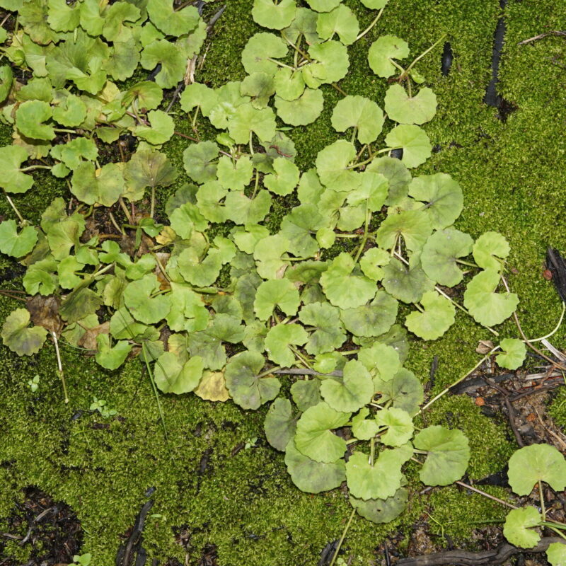 Foglie di Centella asiatica, pianta usata tradizionalmente per il benessere delle gambe