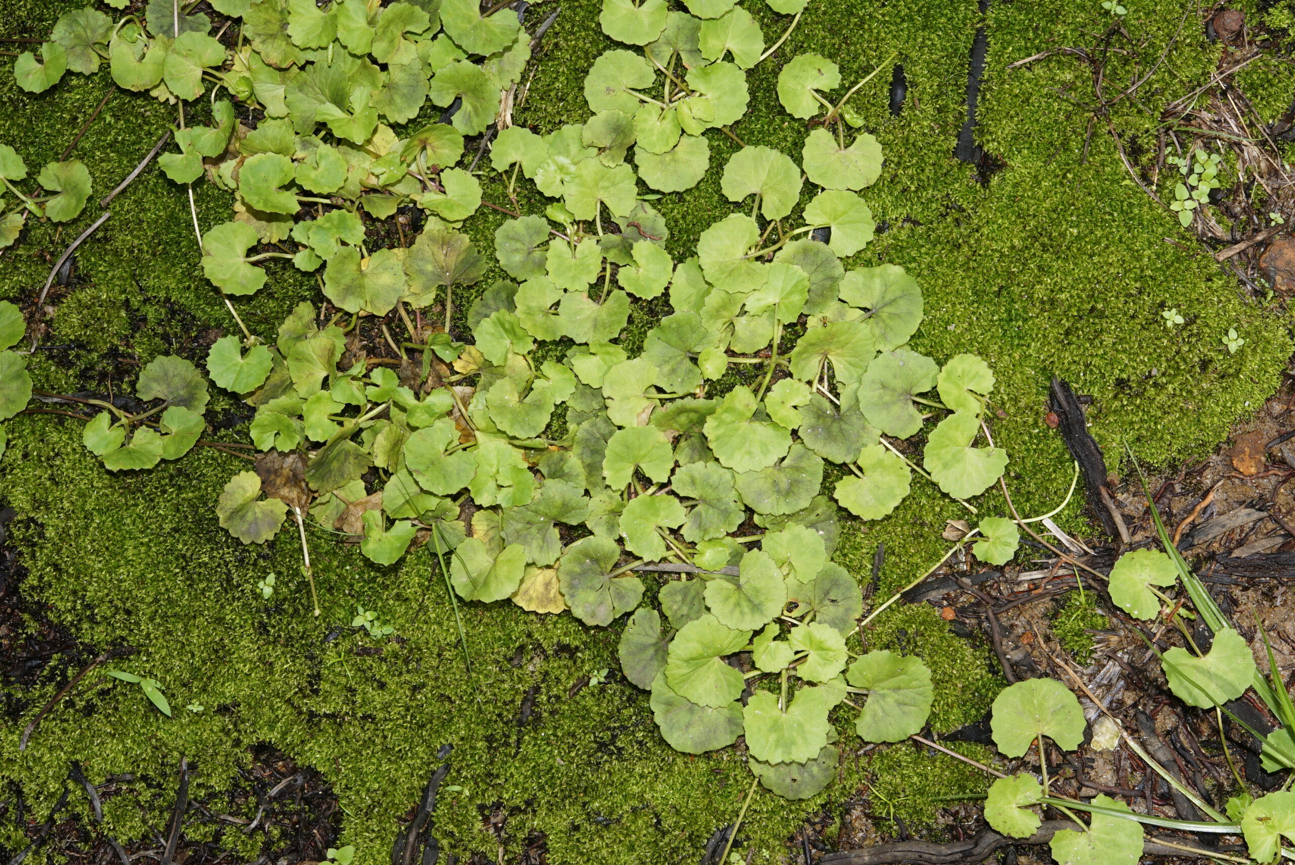 Foglie di Centella asiatica, pianta usata tradizionalmente per il benessere delle gambe