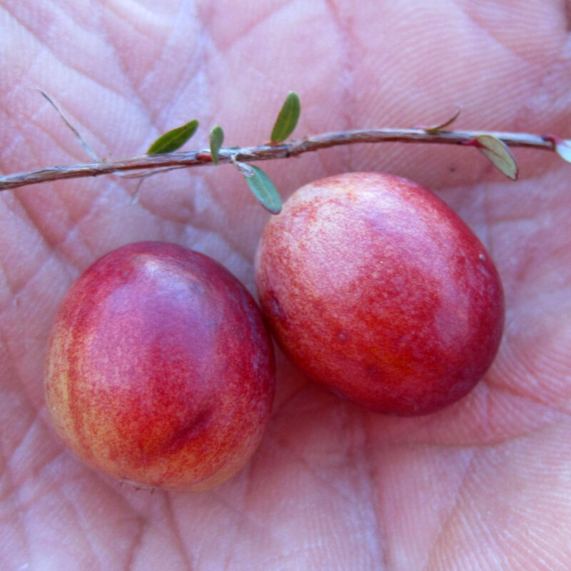 Bacche di Cranberry (mirtillo rosso americano), Vaccinium macrocarpon