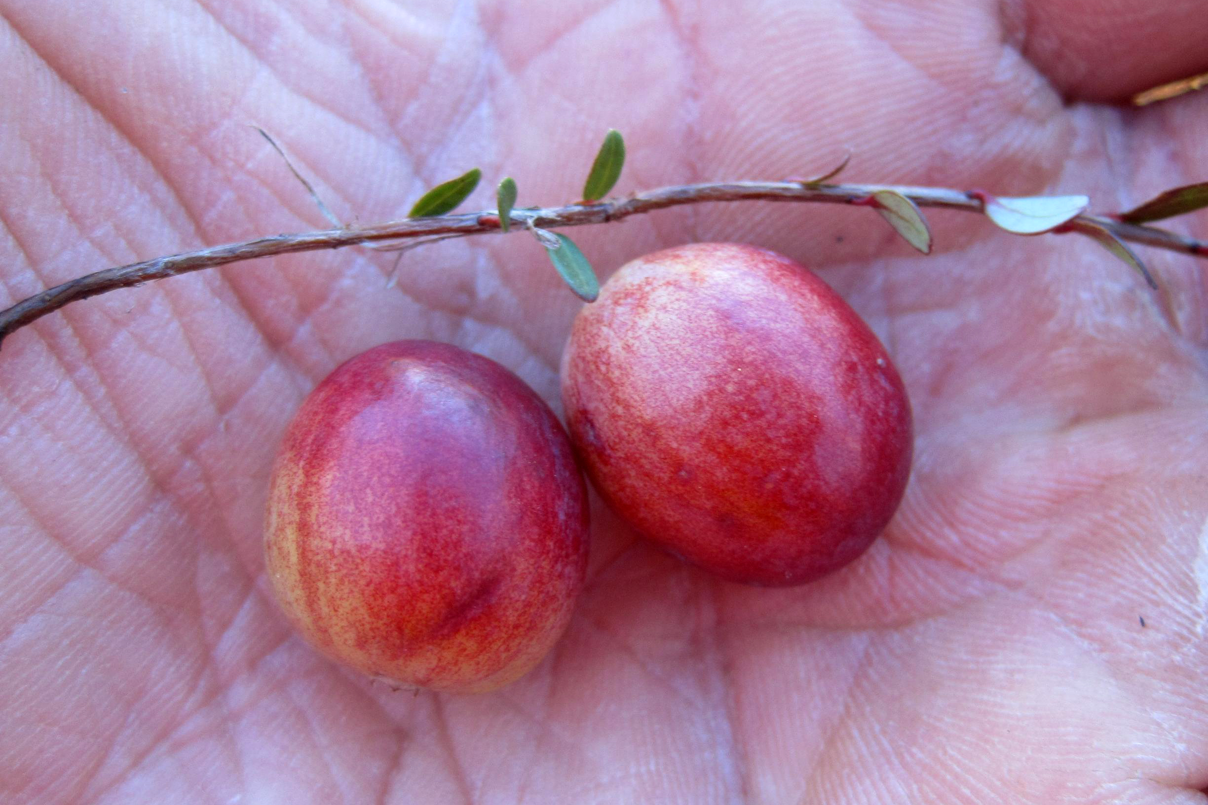 Bacche di Cranberry (mirtillo rosso americano), Vaccinium macrocarpon