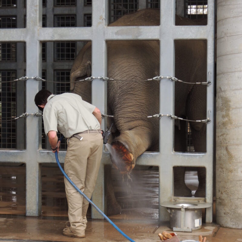 Custode di zoo si prende cura di un elefante lavandogli delicatamente la proboscide