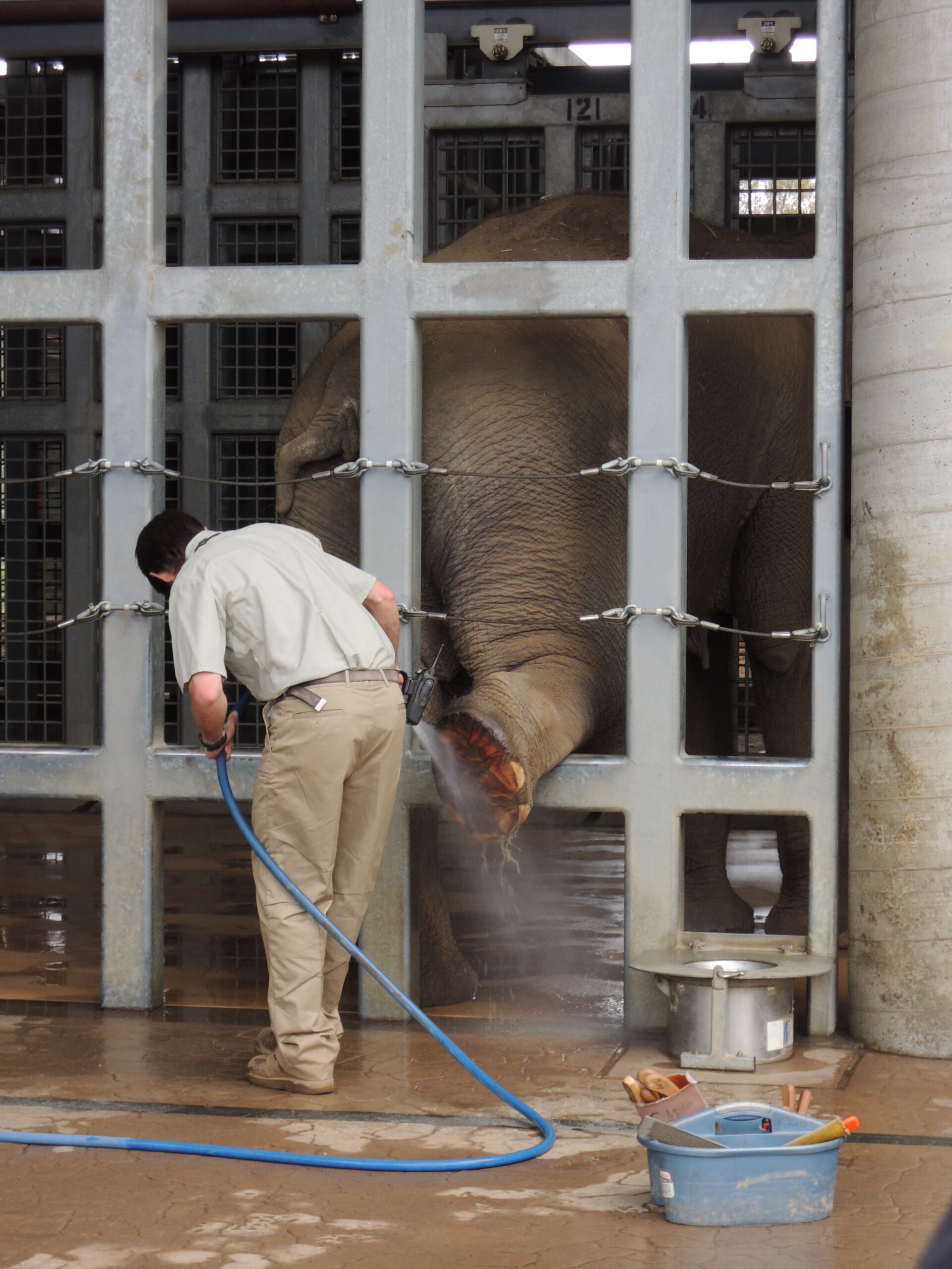 Custode di zoo si prende cura di un elefante lavandogli delicatamente la proboscide