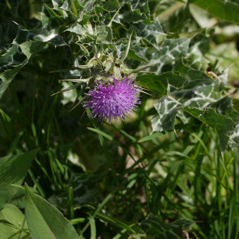 Pianta di cardo mariano, da cui si ricavano estratti vegetali secchi o fluidi
