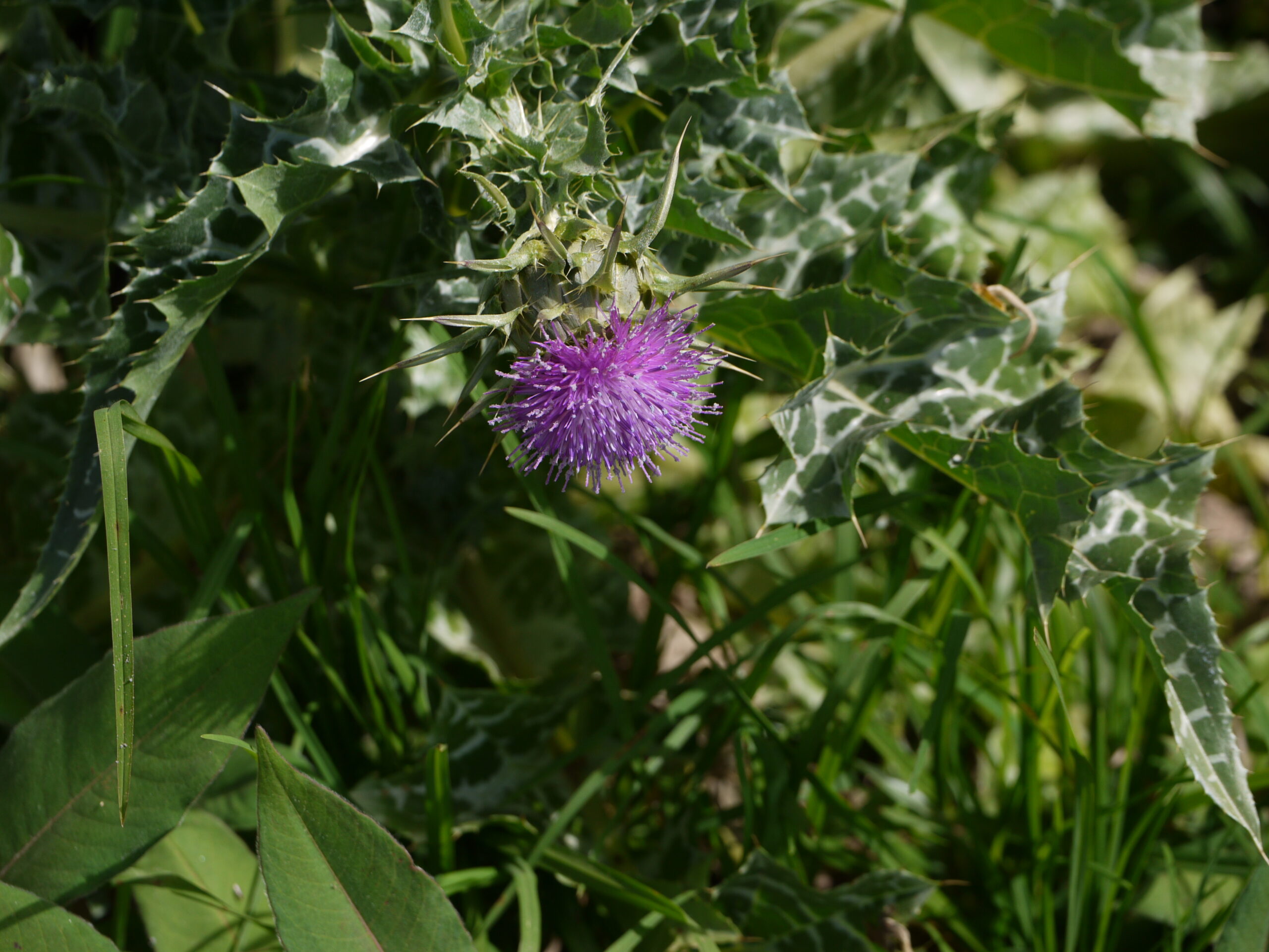 Pianta di cardo mariano, da cui si ricavano estratti vegetali secchi o fluidi