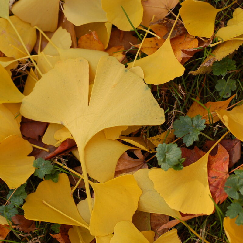 Foglie di Ginkgo biloba, pianta tradizionalmente associata a circolazione e lucidità mentale