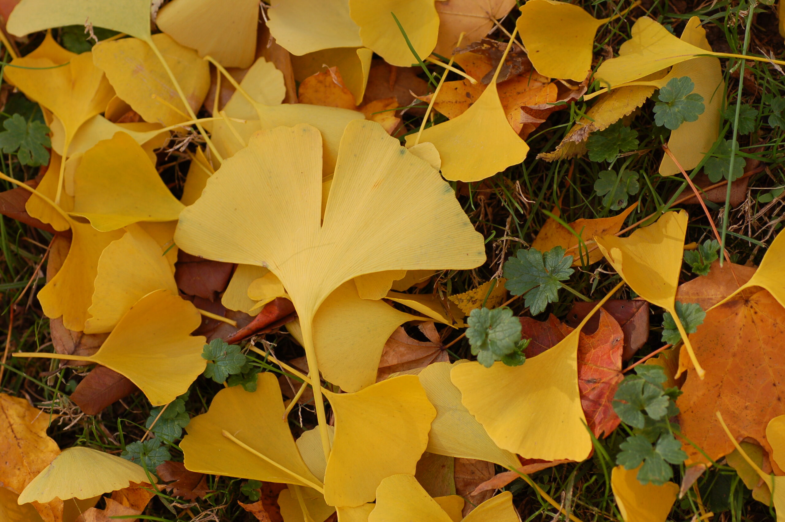 Foglie di Ginkgo biloba, pianta tradizionalmente associata a circolazione e lucidità mentale