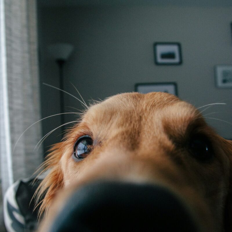 Cane a pelo corto sdraiato tranquillamente in casa