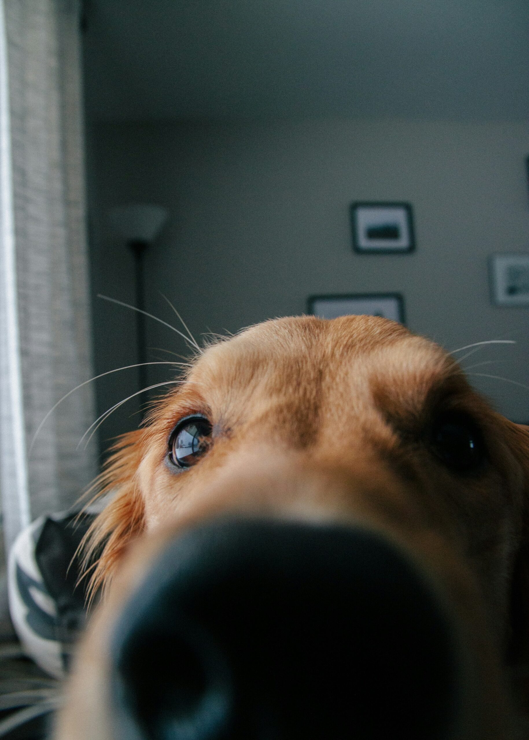 Cane a pelo corto sdraiato tranquillamente in casa