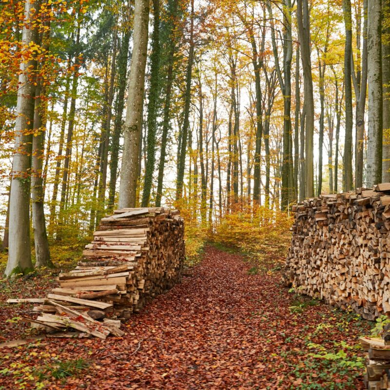 Cataste di legna da ardere accatastate lungo un sentiero nel bosco in autunno
