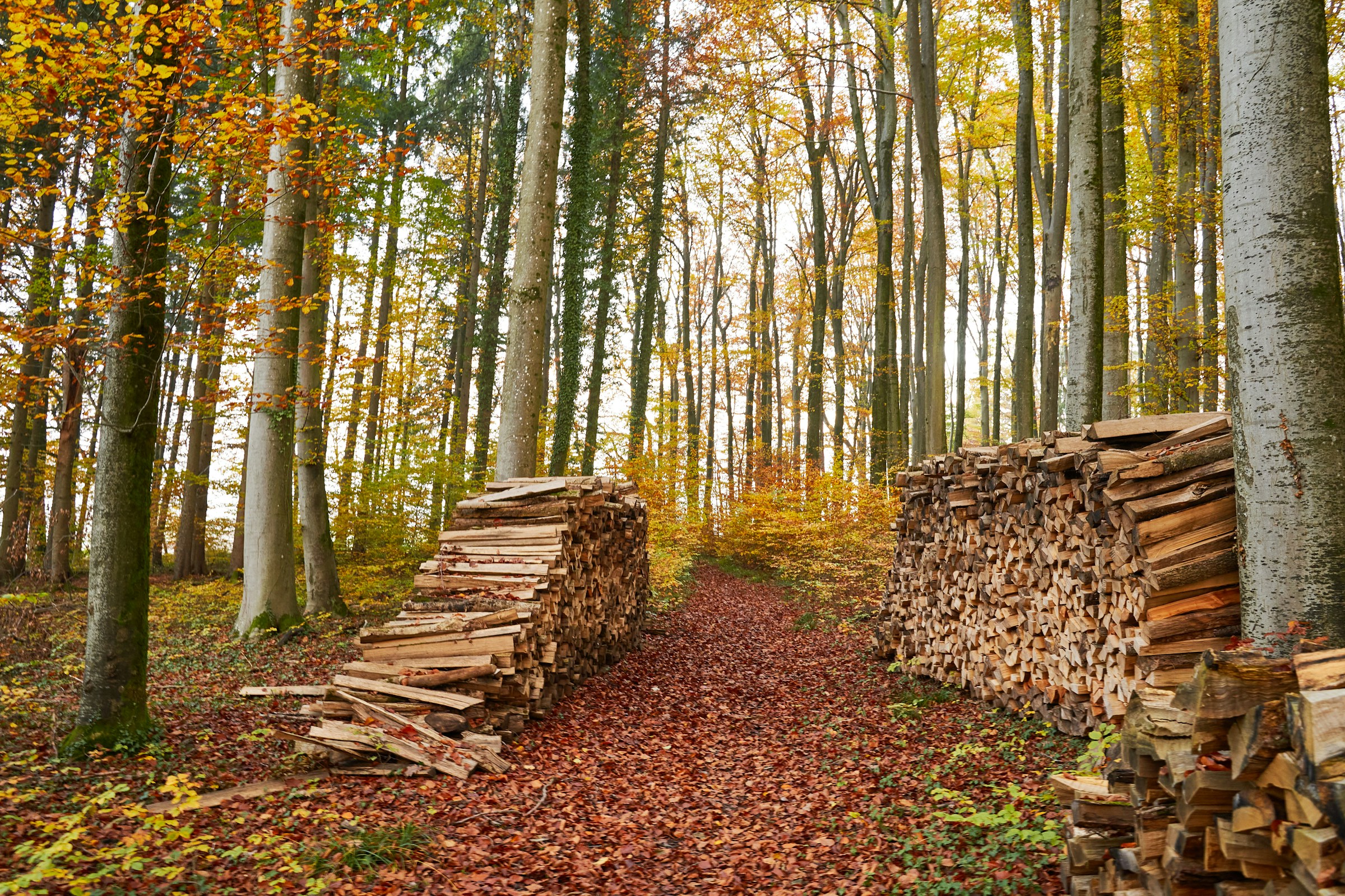 Cataste di legna da ardere accatastate lungo un sentiero nel bosco in autunno