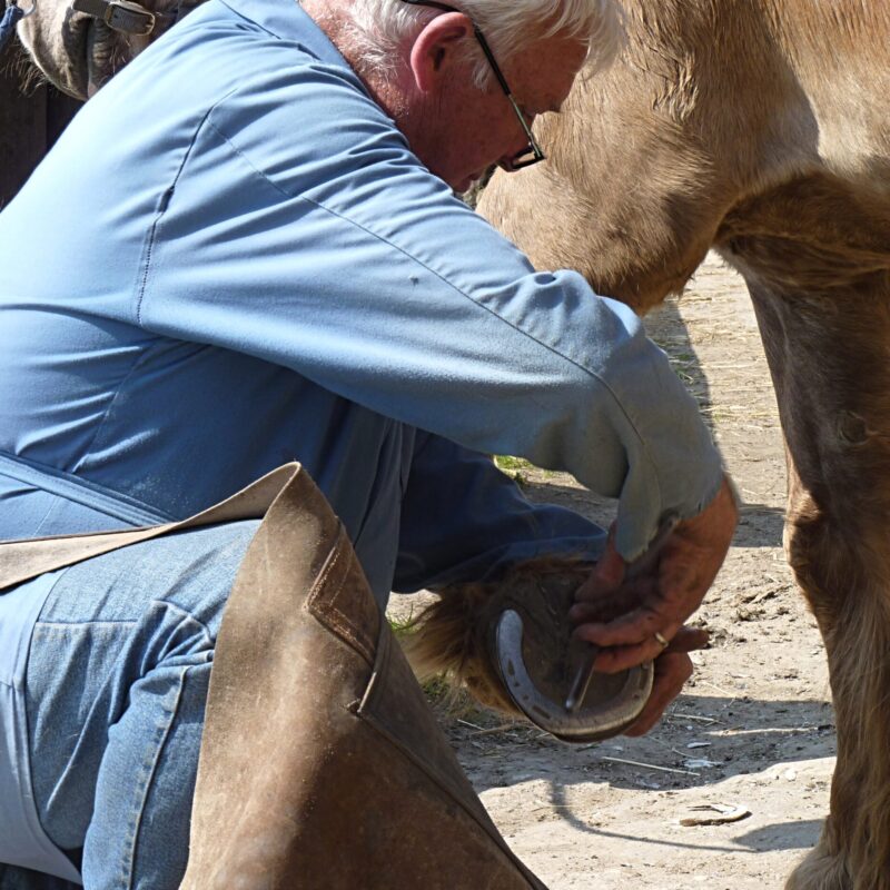 Maniscalco chino al lavoro mentre ferra lo zoccolo di un cavallo all'aperto