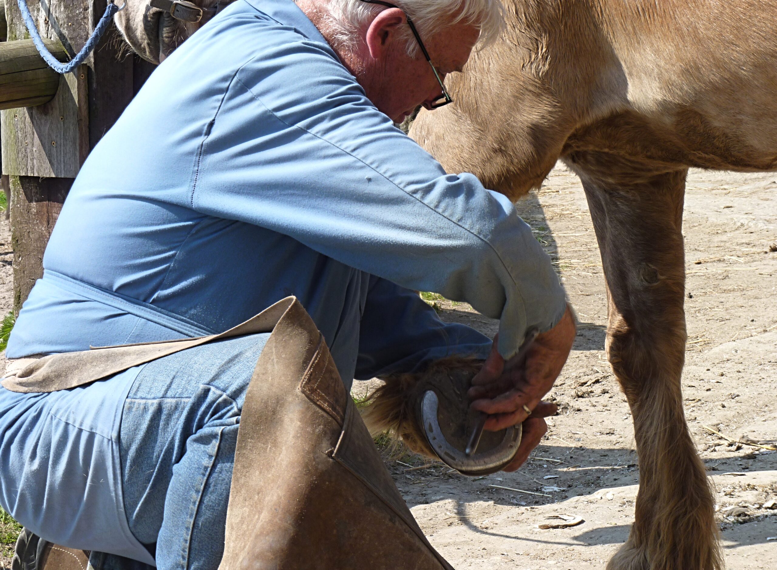 Maniscalco chino al lavoro mentre ferra lo zoccolo di un cavallo all'aperto