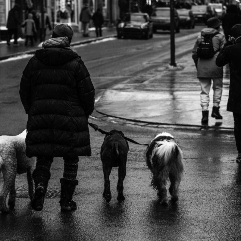 Persona a passeggio con il proprio cane al guinzaglio in un parco, attività quotidiana che unisce movimento e tempo all'aperto