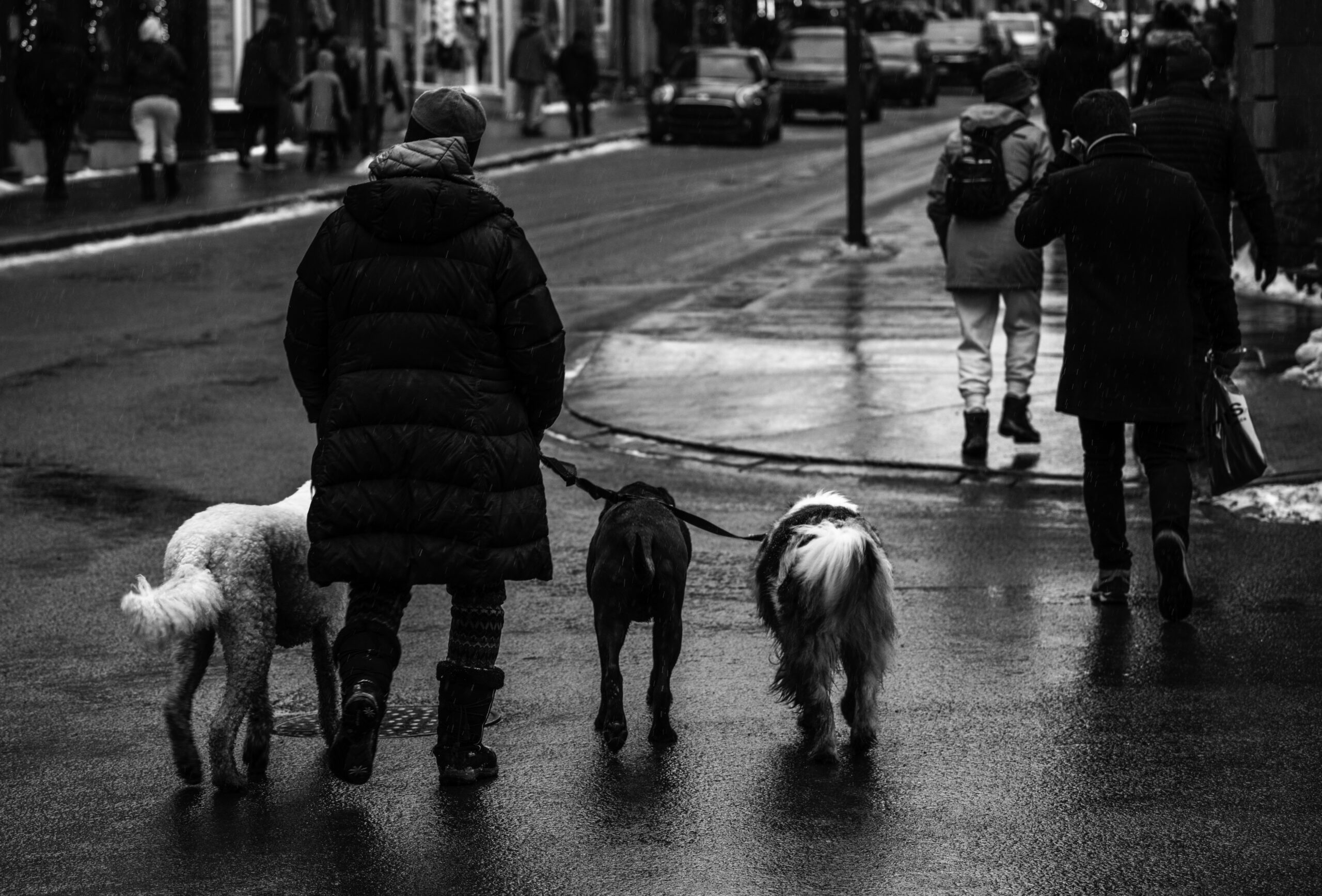 Persona a passeggio con il proprio cane al guinzaglio in un parco, attività quotidiana che unisce movimento e tempo all'aperto