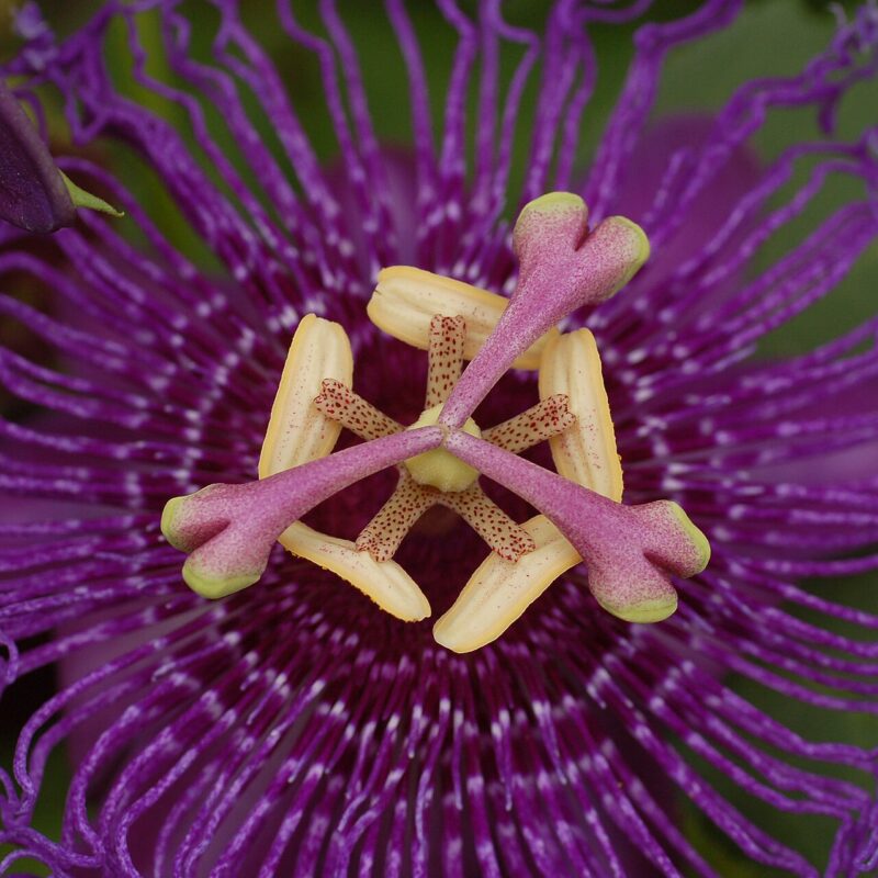 Fiore di Passiflora incarnata
