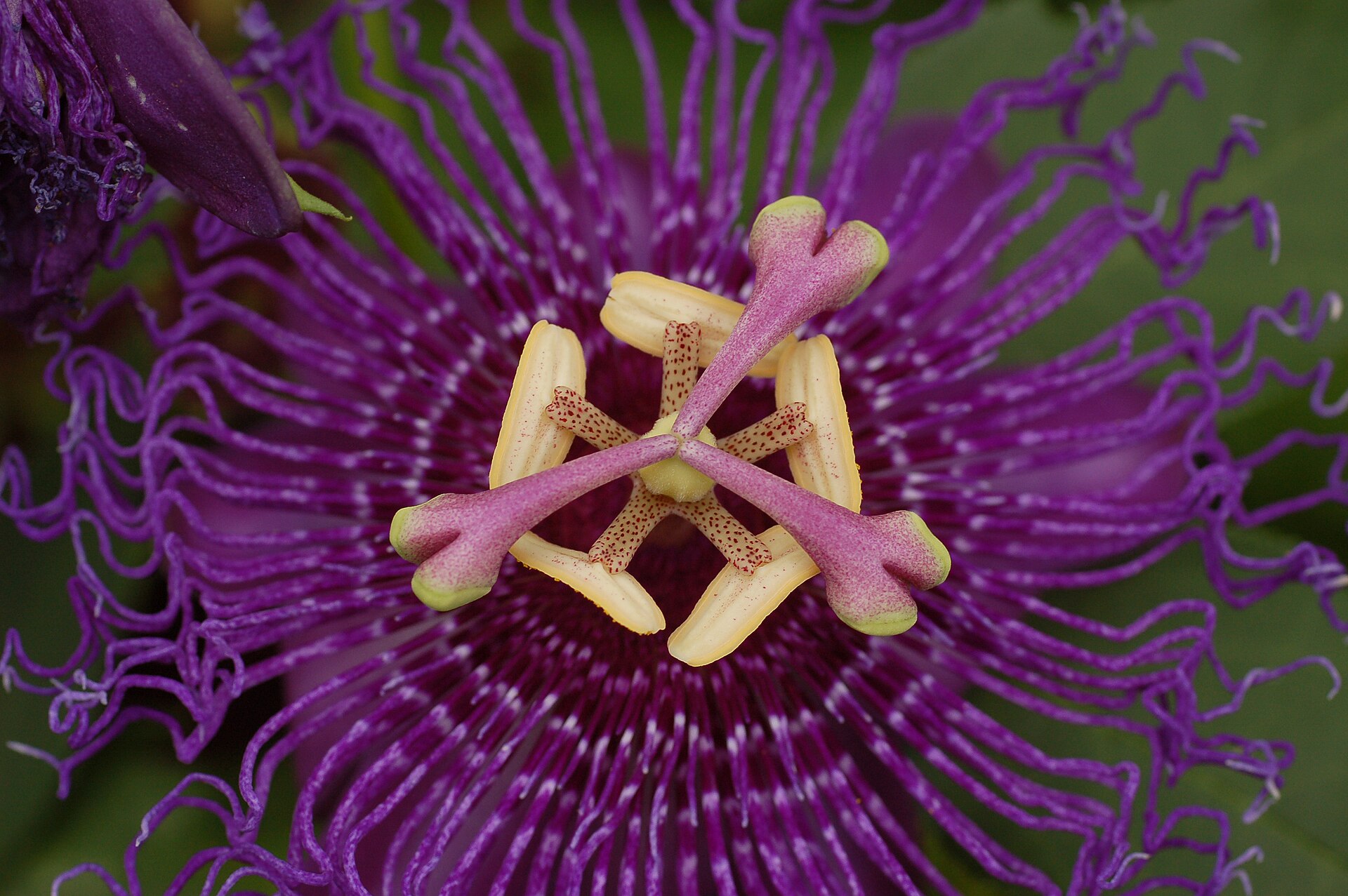 Fiore di Passiflora incarnata