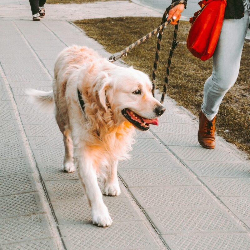 Portare a spasso il cane ossa vitamina c zinco