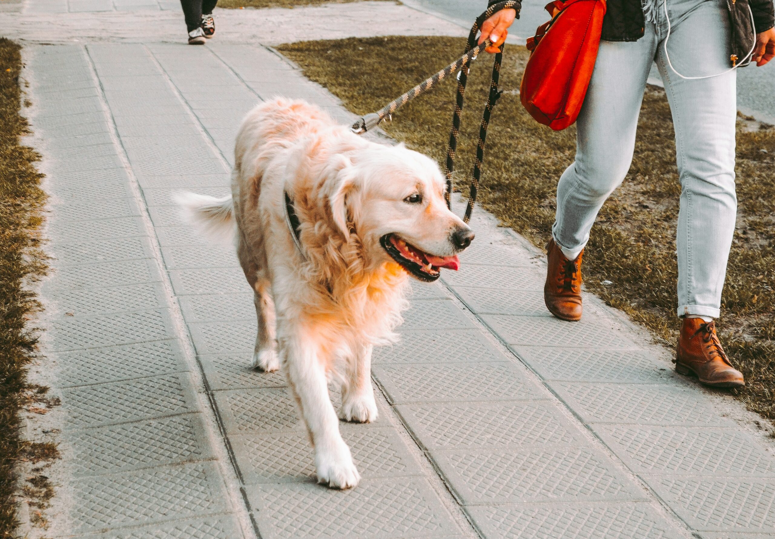 Portare a spasso il cane ossa vitamina c zinco