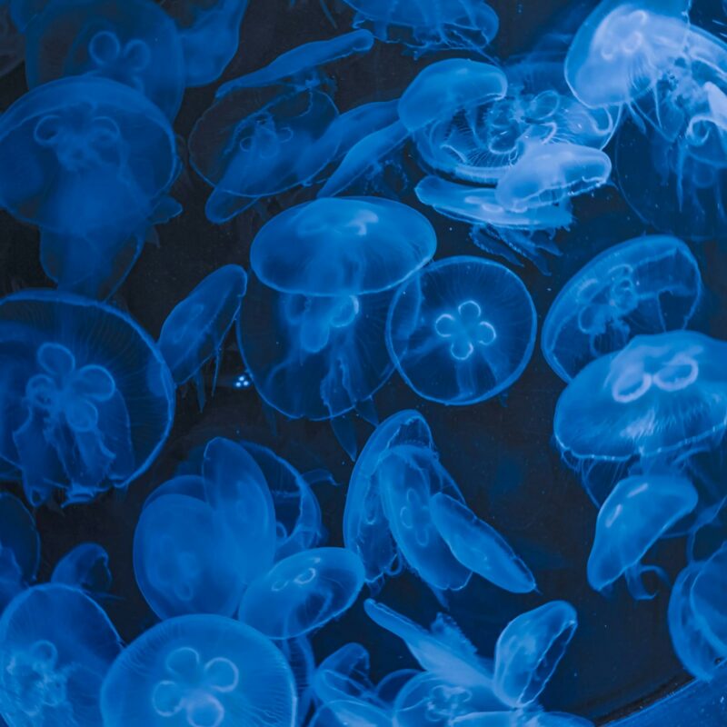 Branco di meduse in mare