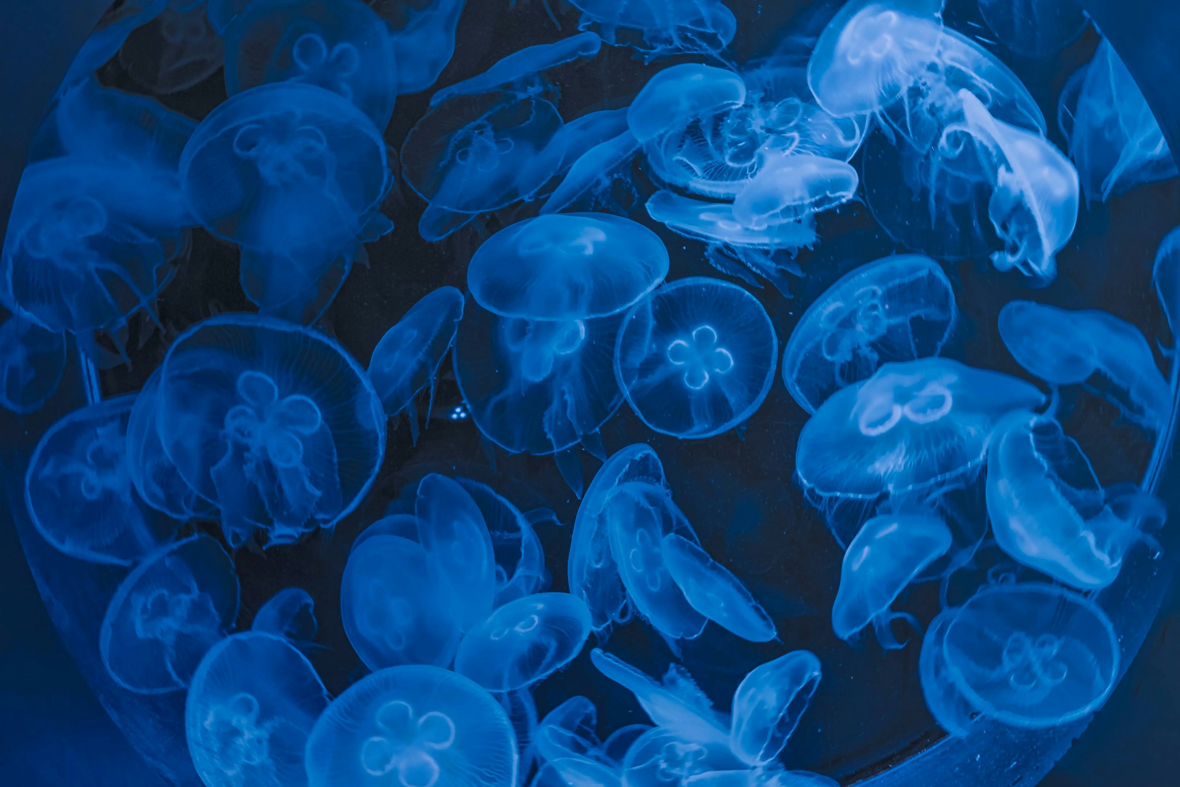 Branco di meduse in mare