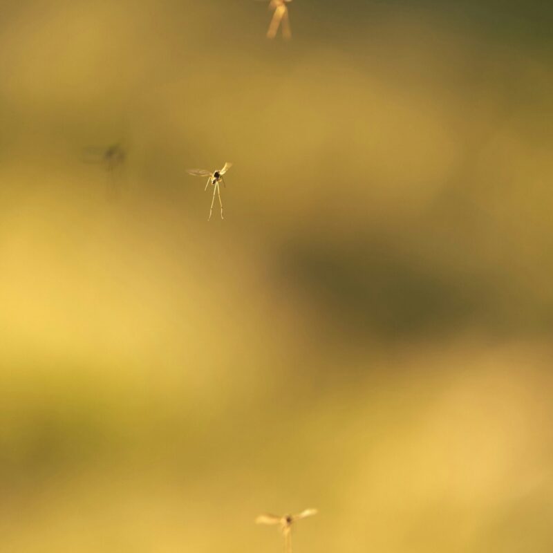 Piccoli insetti che volano al tramonto in estate, tema punture di zanzara