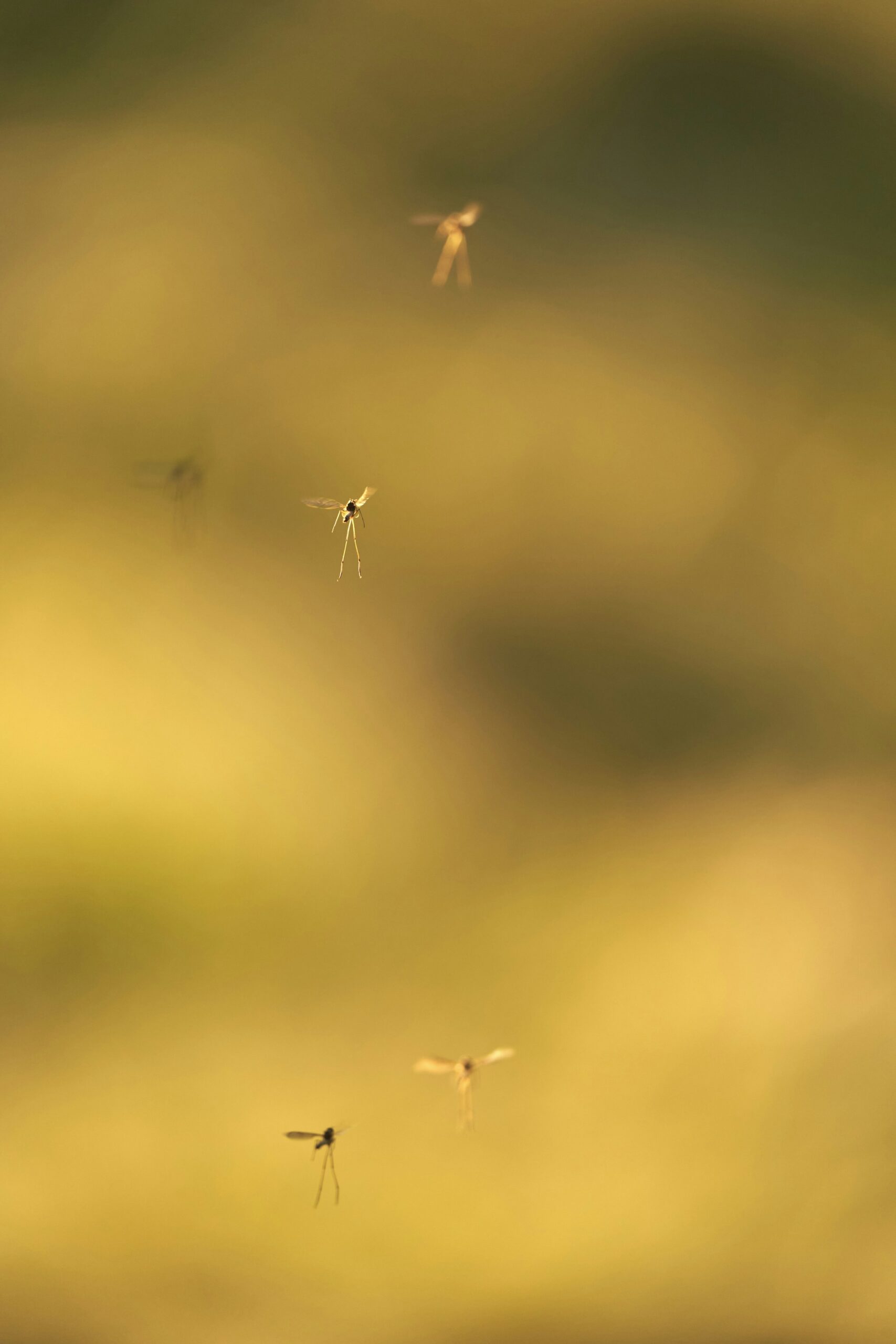 Piccoli insetti che volano al tramonto in estate, tema punture di zanzara