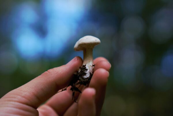 Persona che raccoglie funghi nel bosco in autunno