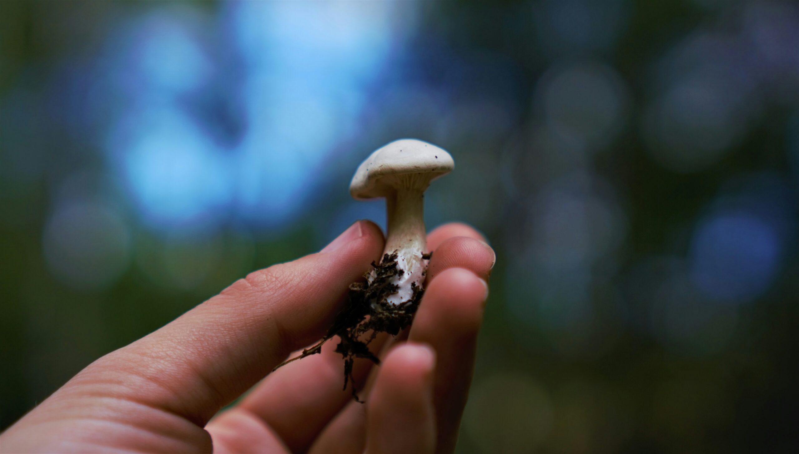 Persona che raccoglie funghi nel bosco in autunno