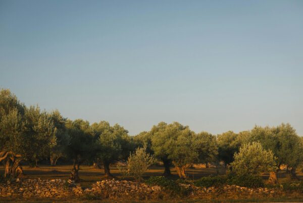 Uliveto in autunno pronto per la raccolta delle olive