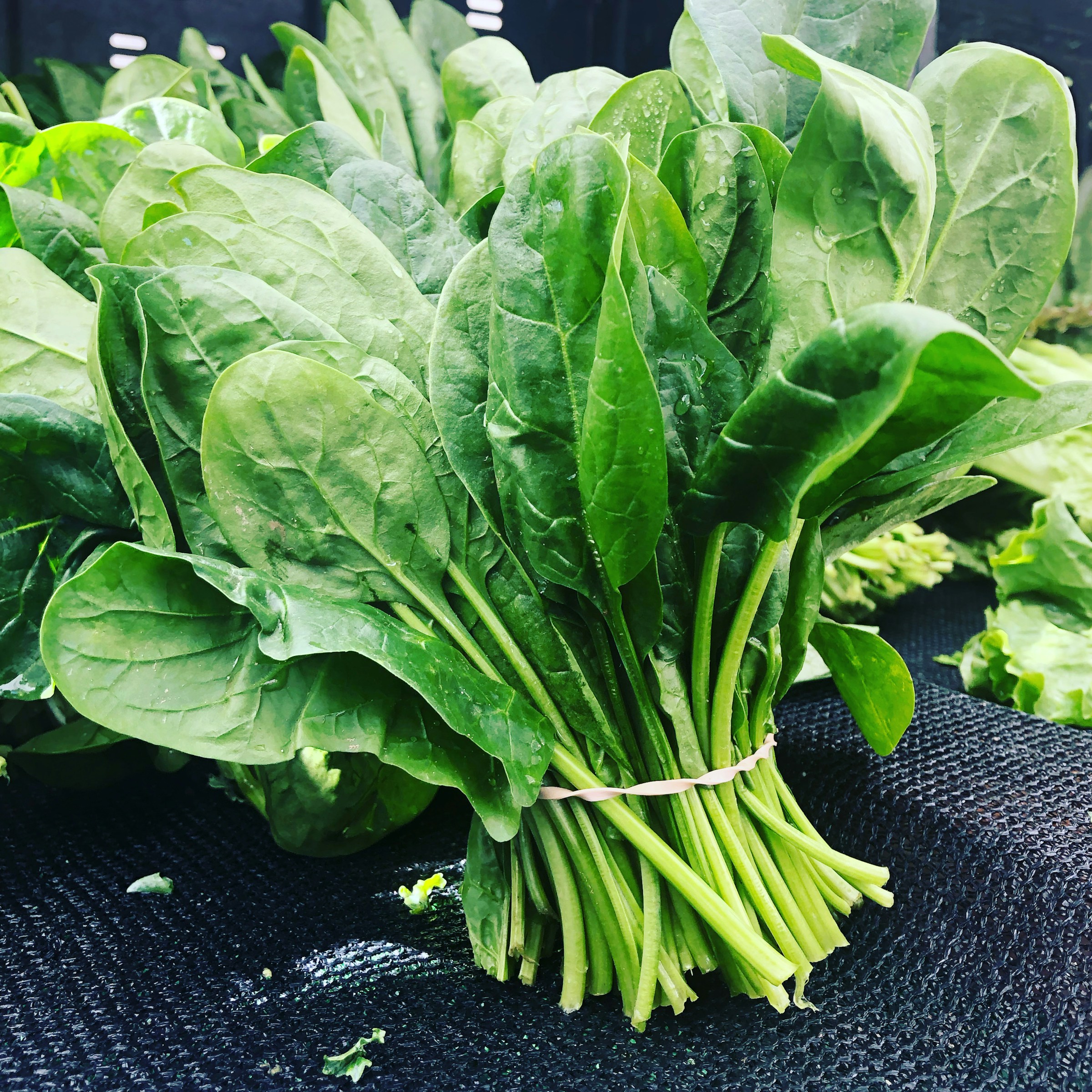 Spinaci freschi, alimento fonte di folati