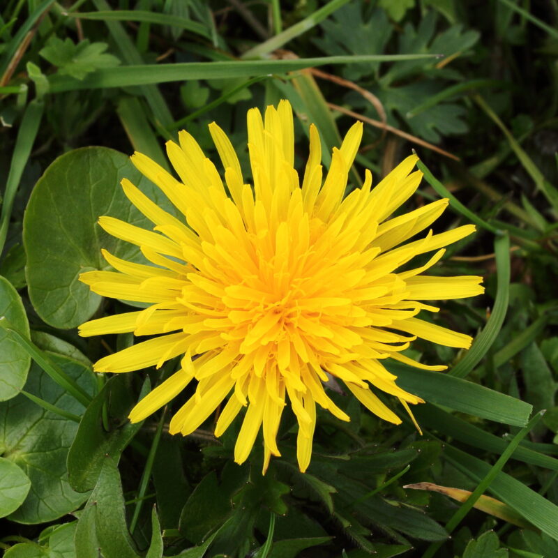 Fiore di Tarassaco (Taraxacum officinale), pianta della tradizione erboristica