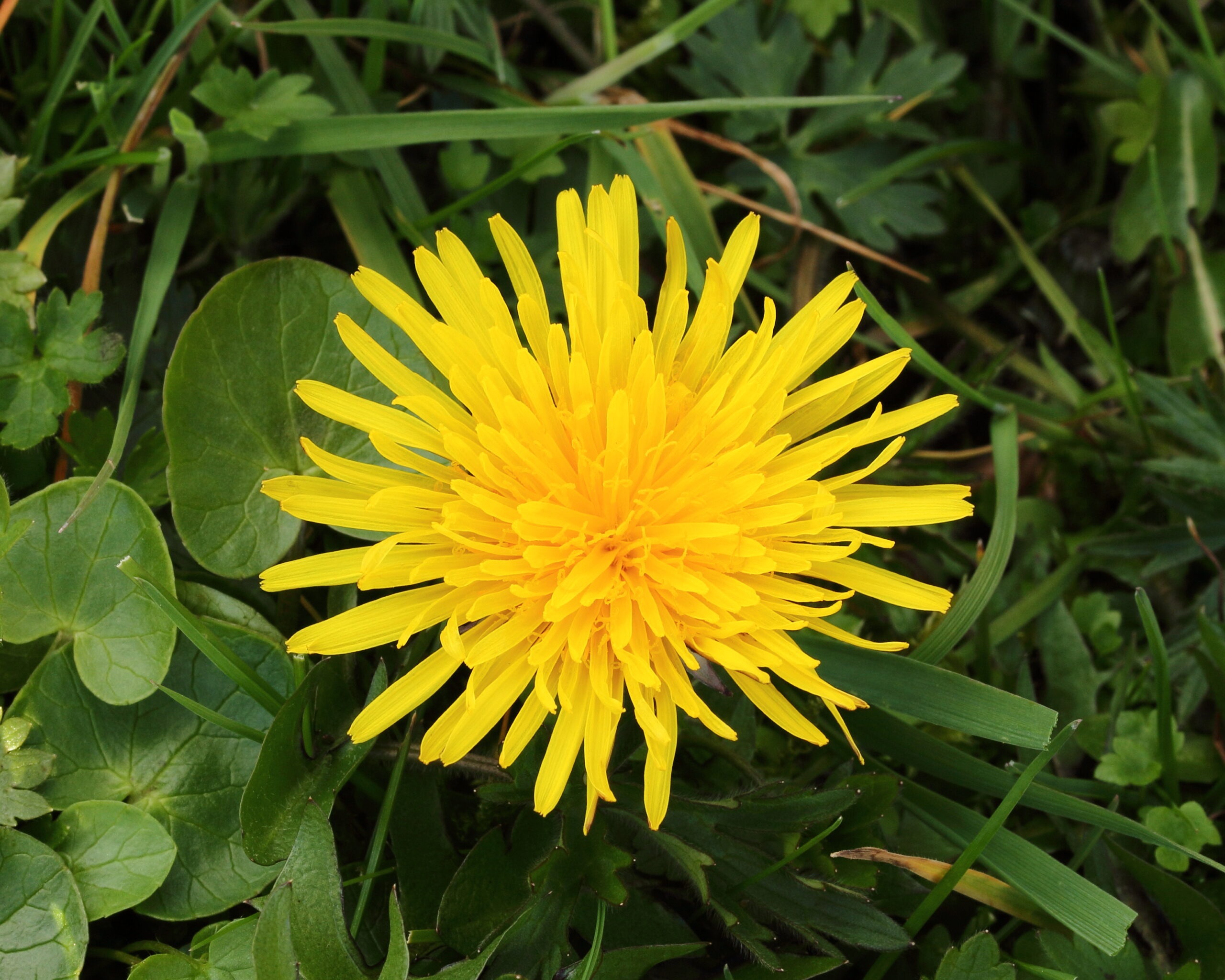 Fiore di Tarassaco (Taraxacum officinale), pianta della tradizione erboristica