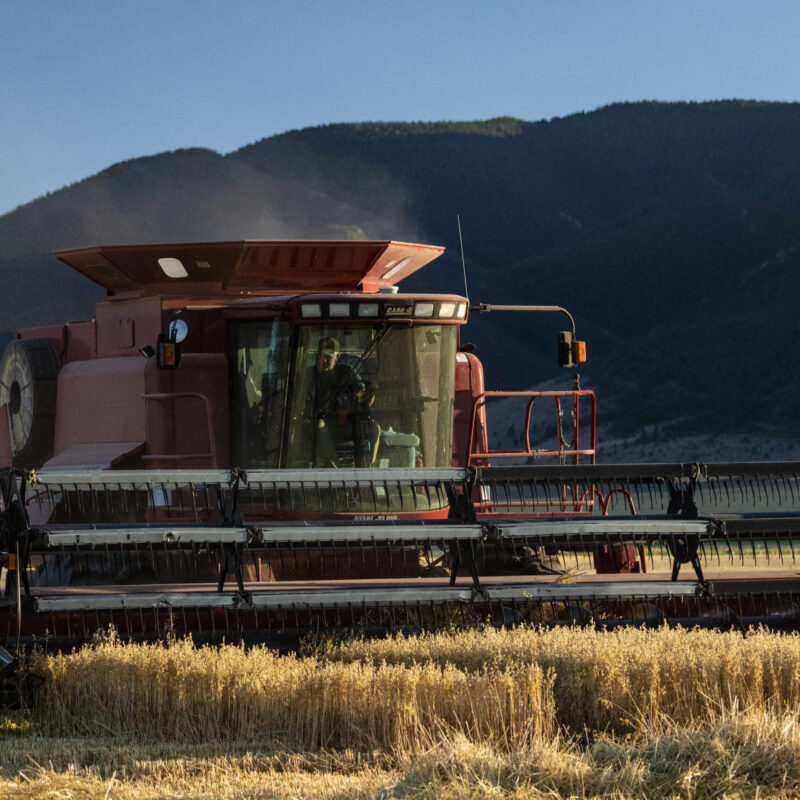 Mietitrebbia al lavoro in un campo di grano durante la raccolta