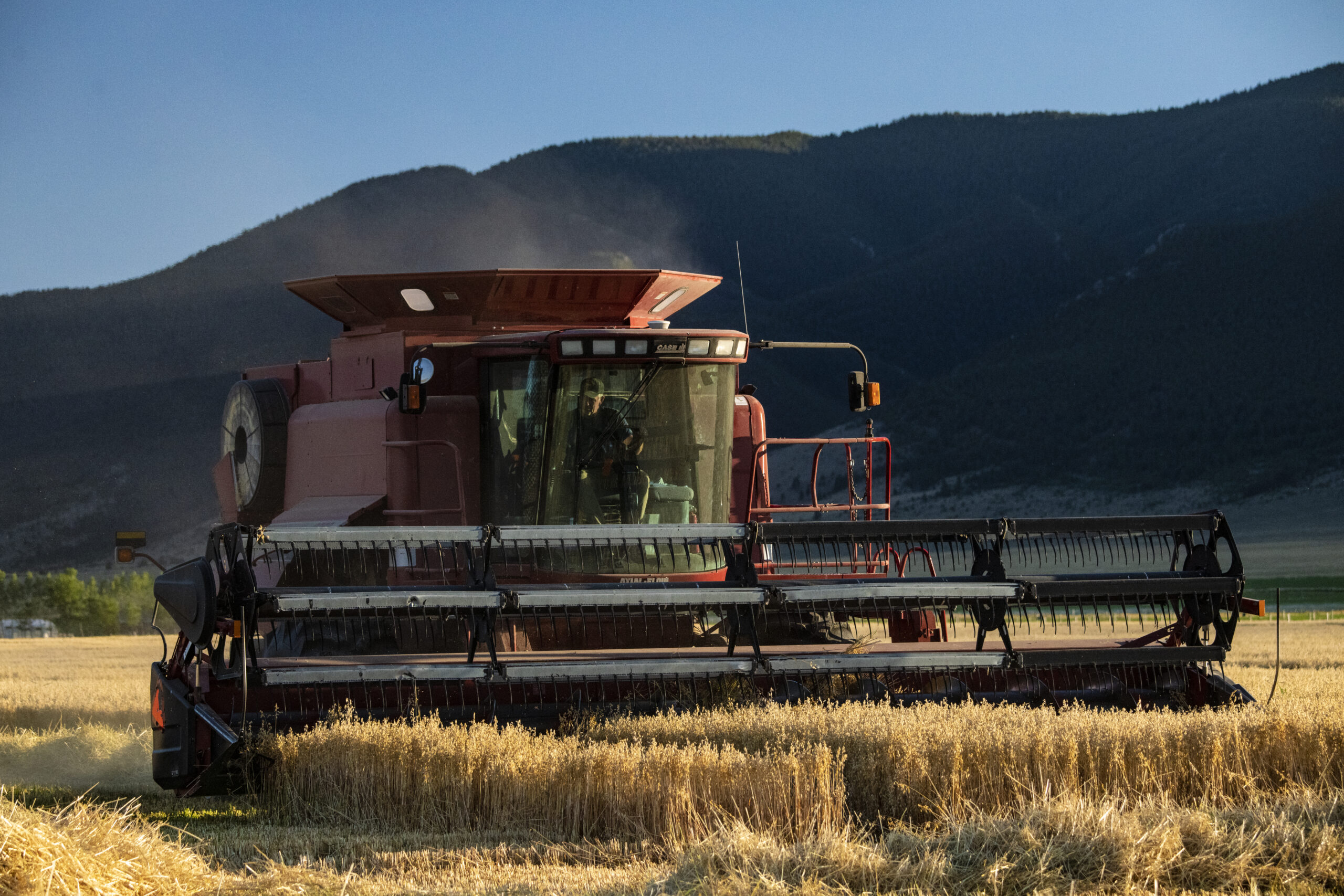 Mietitrebbia al lavoro in un campo di grano durante la raccolta