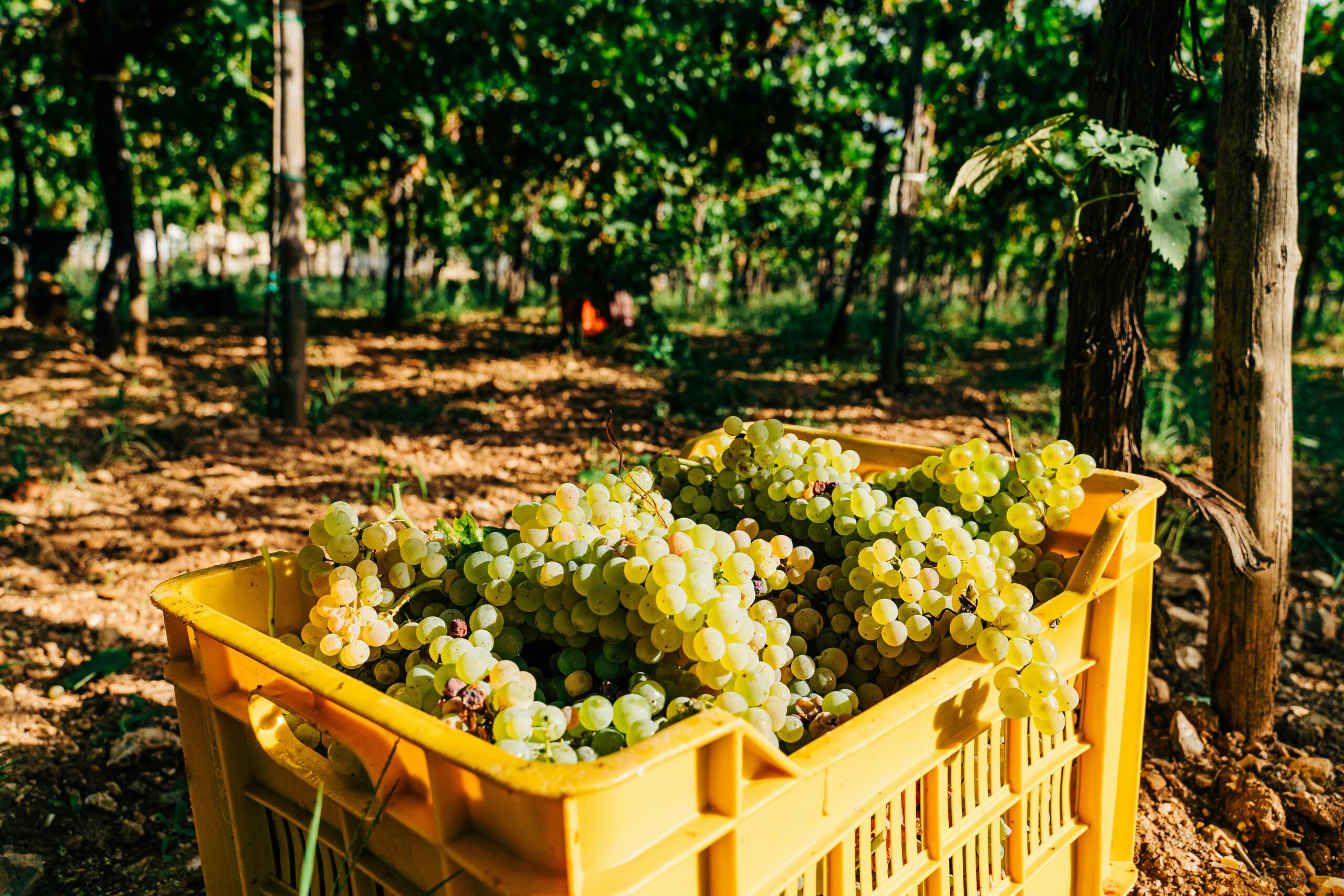 Cassetta di uva bianca durante la vendemmia in un vigneto
