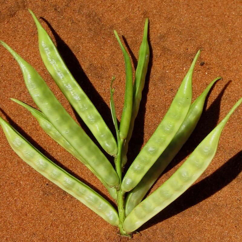 Baccelli verdi della pianta di guar (Cyamopsis tetragonoloba) riuniti in grappoli, materia prima da cui si ricava la gomma di guar