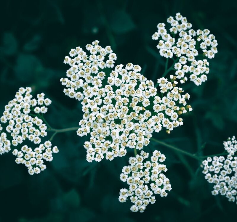 Fiori bianchi di Achillea millefolium in primo piano