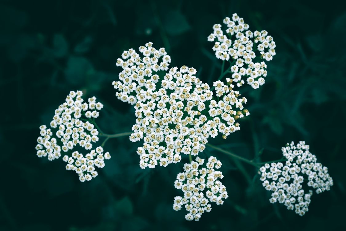 Fiori bianchi di Achillea millefolium in primo piano
