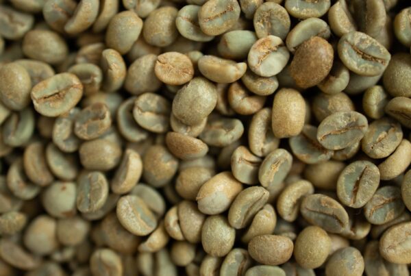 Chicchi di caffe verde non tostato, la principale fonte alimentare di acido clorogenico
